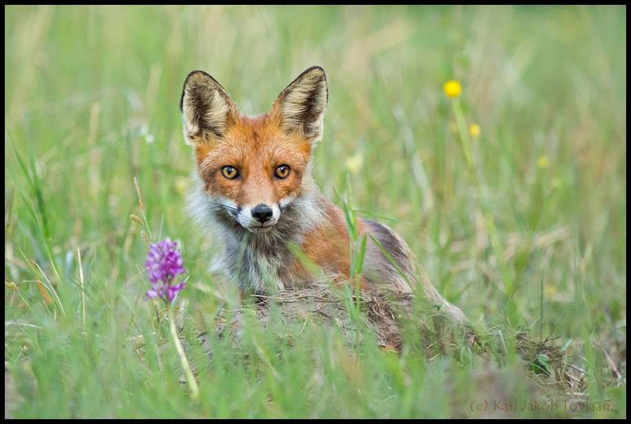 Rebane Rebane, Red Fox, Vulpes vulpes – Toplaanfoto